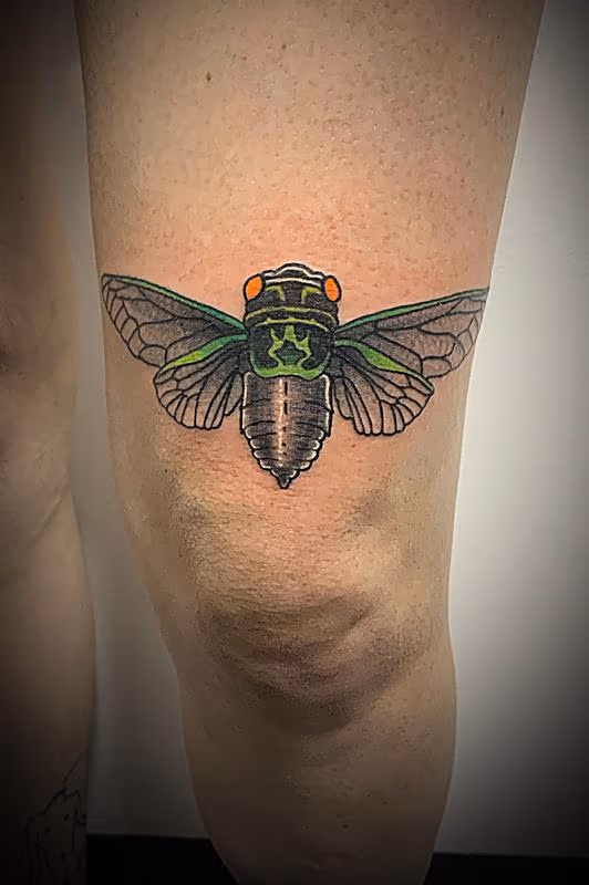 Cicada