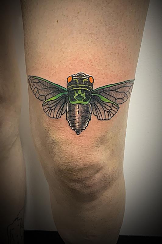 Cicada