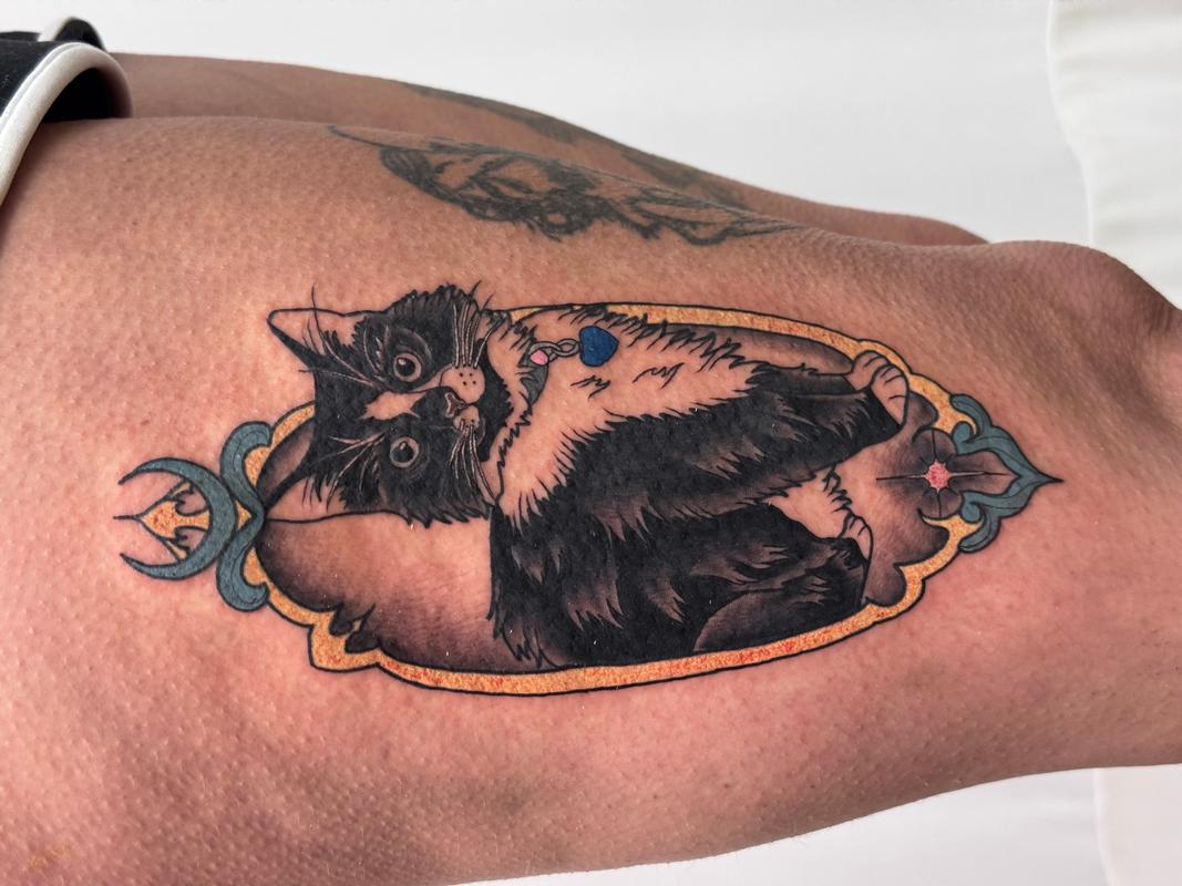 Cat