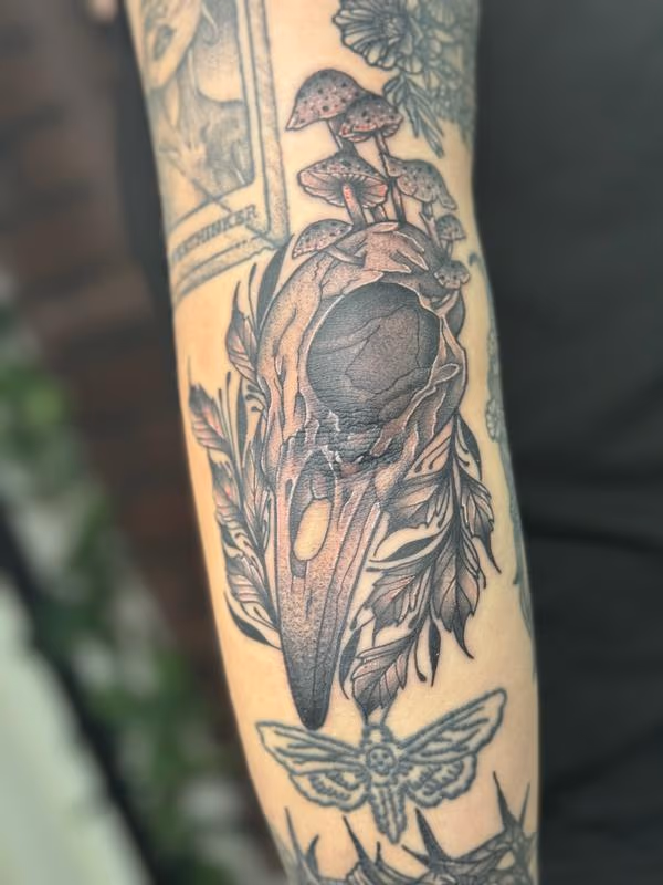 Bird skull