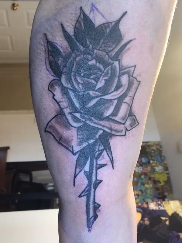 Coverup rose