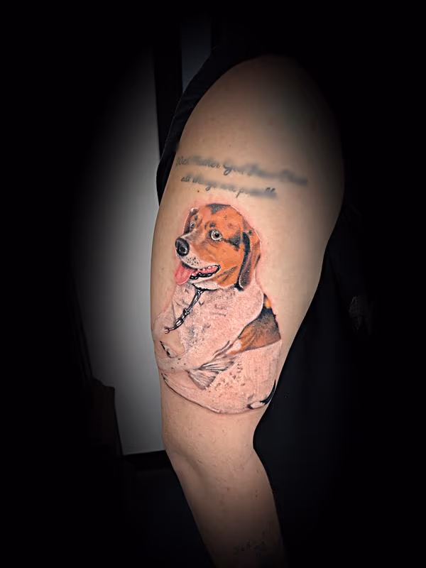 Beagle hound color portrait