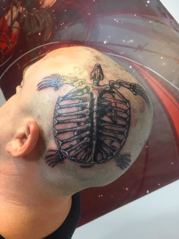 Archelon turtle