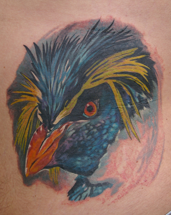 Rockhopper Penguin