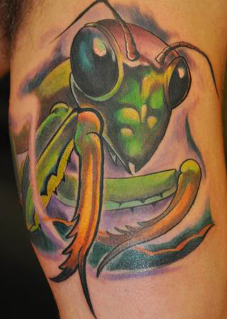 Praying Mantis