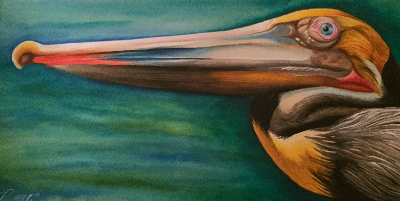 brown pelican