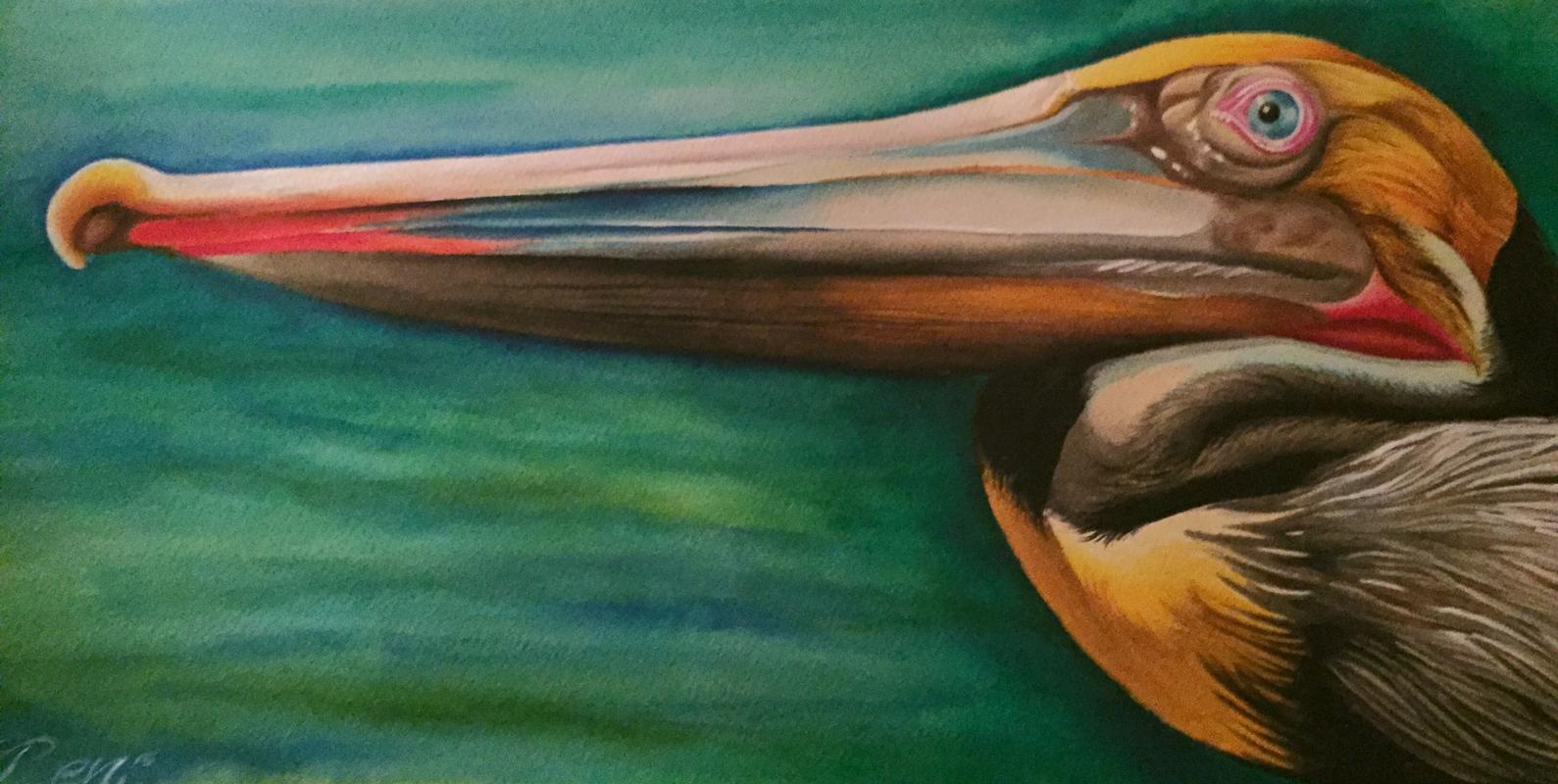 brown pelican