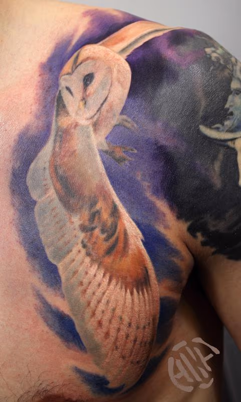 Barn Owl