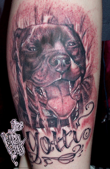 Pitbull in Field