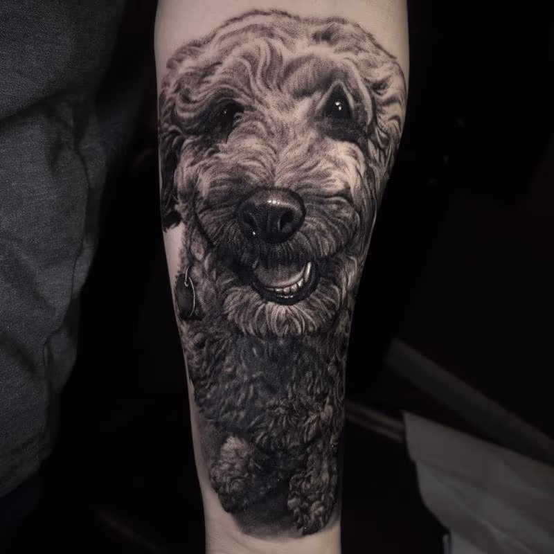 Poodle Dog Portrait