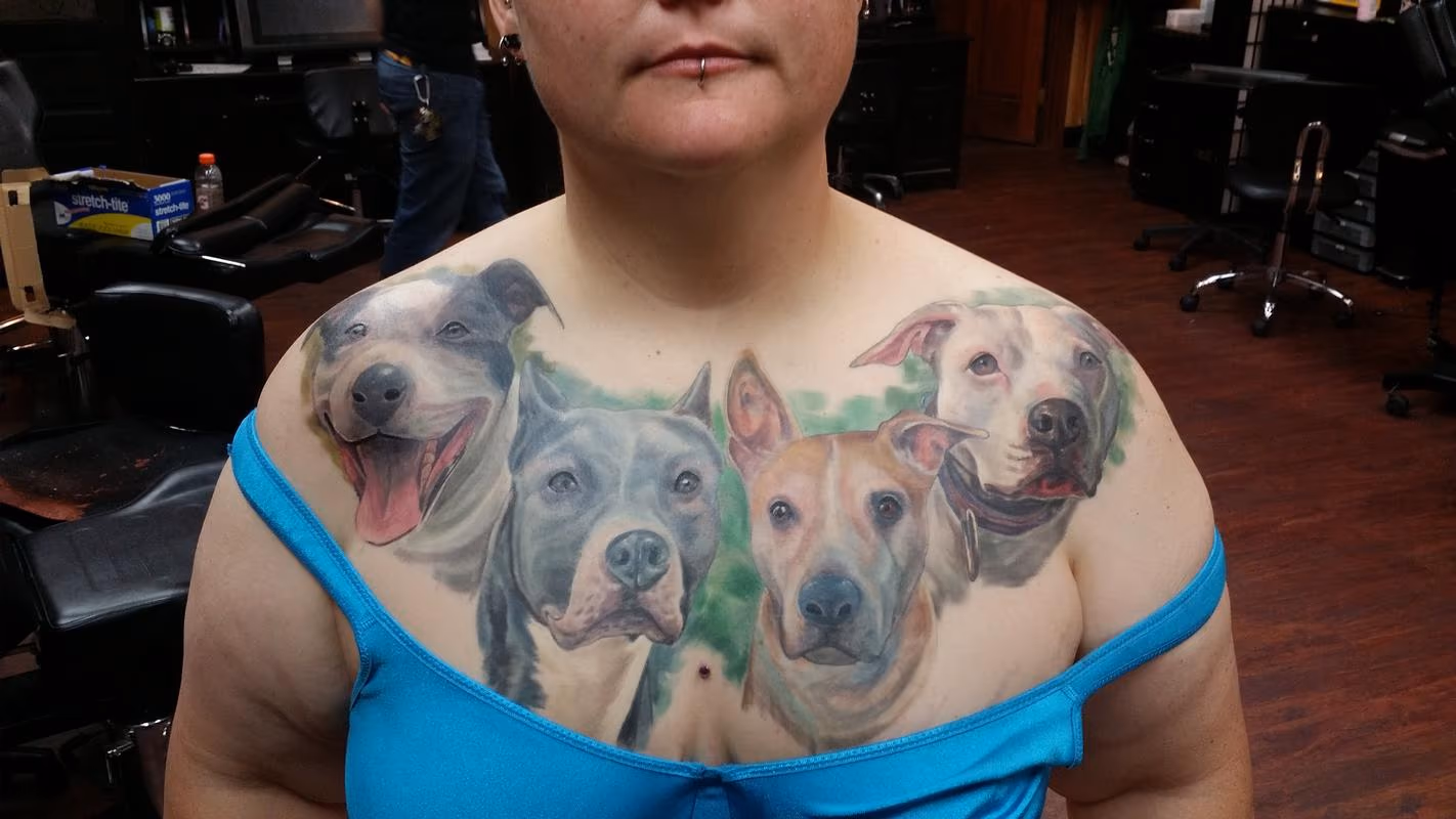 Pitbull Portraits