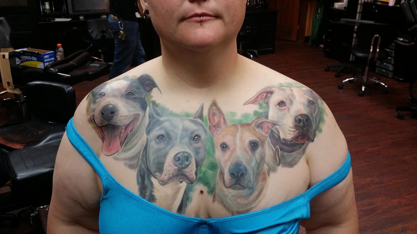 Pitbull Portraits