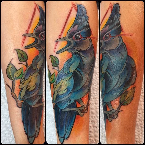 stellar jay