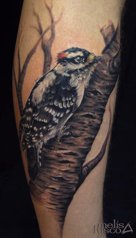 woodpecker on birch