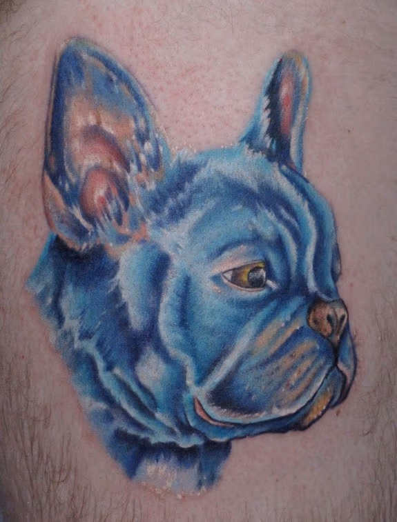 a rescue french bull dog portrait....