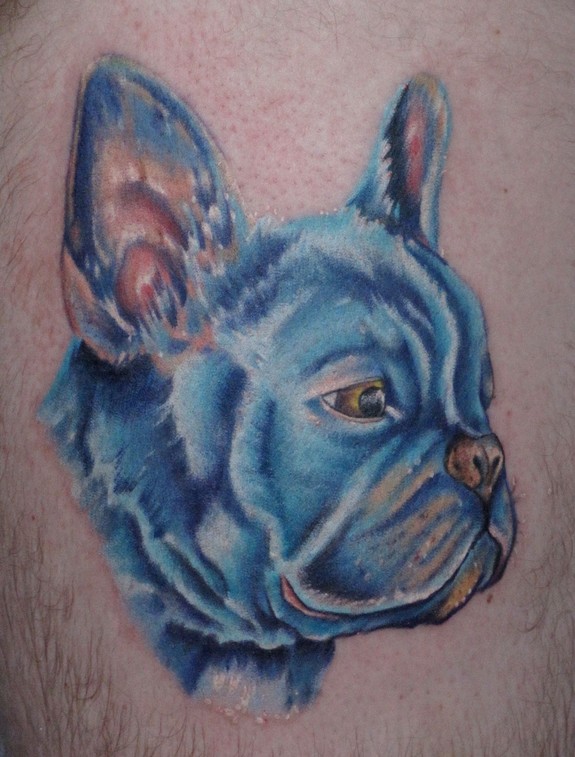 a rescue french bull dog portrait....