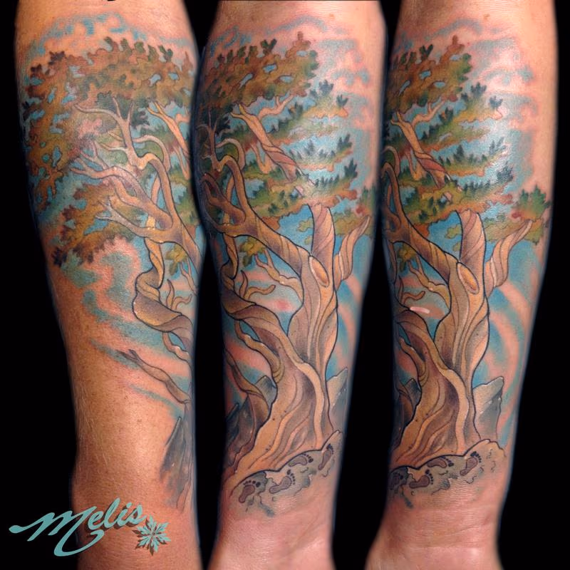 Bristlecone Pine Tree