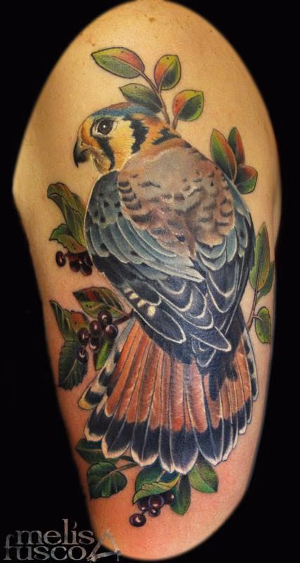 hawk
