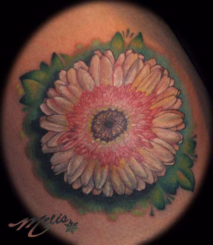 Gerber Daisy