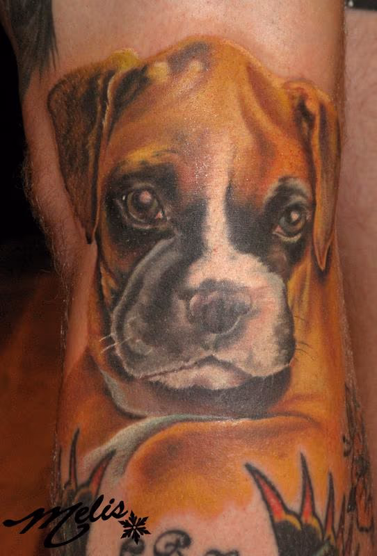 boxer pup