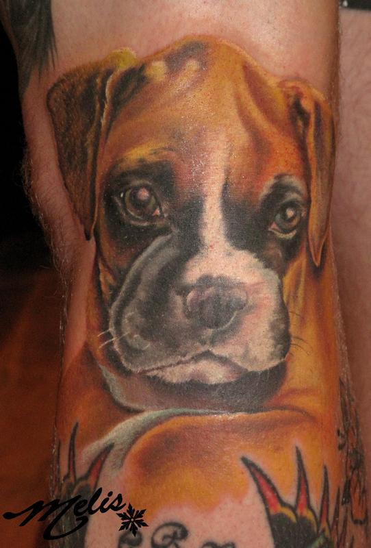 boxer pup