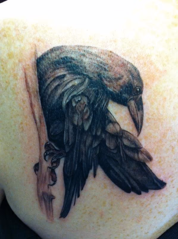 raven