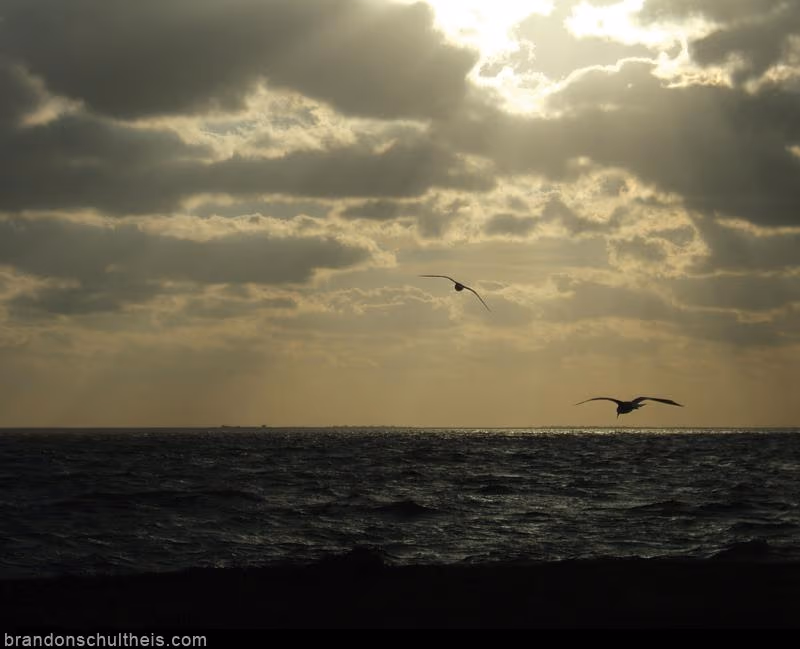 Two Seagulls