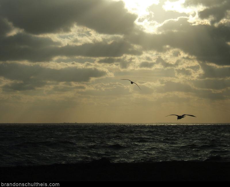 Two Seagulls