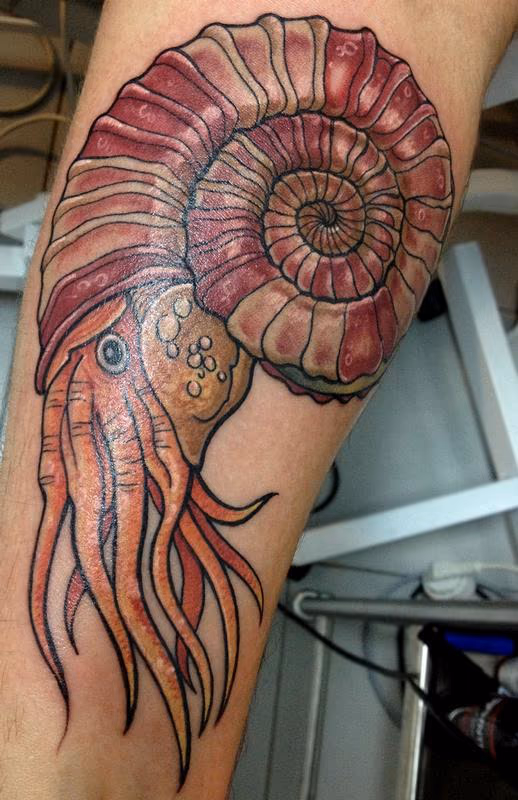 Ammonite