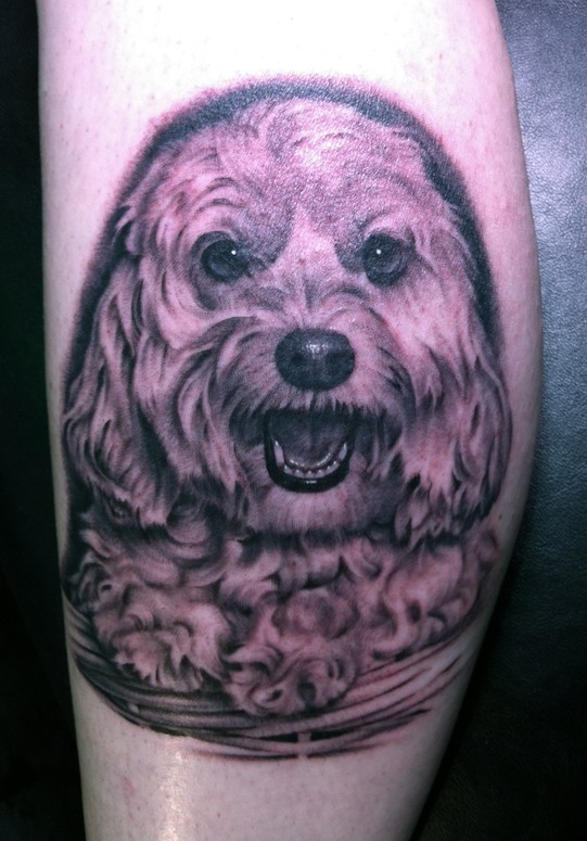 Dog in basket