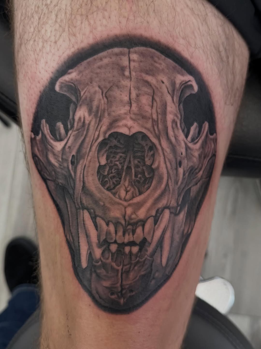 Bear skull tattoo, black-and-grey thigh