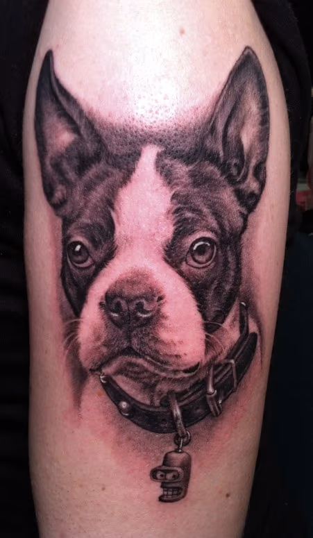 Boston Terrier