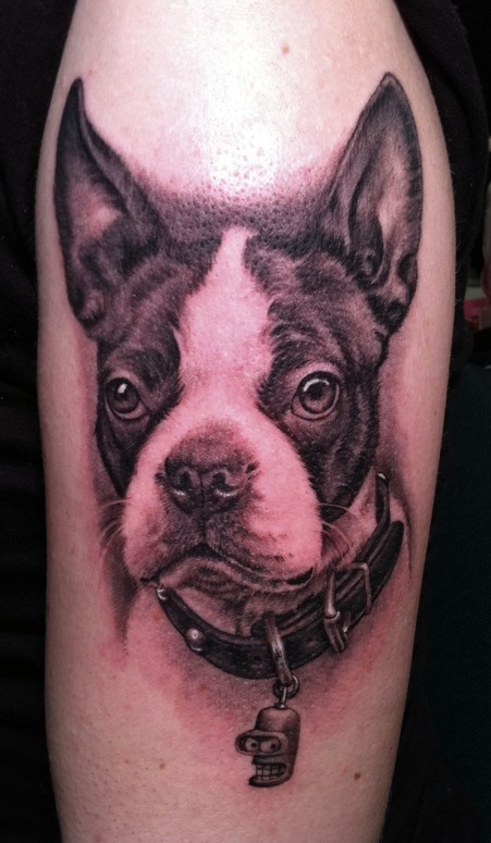 Boston Terrier