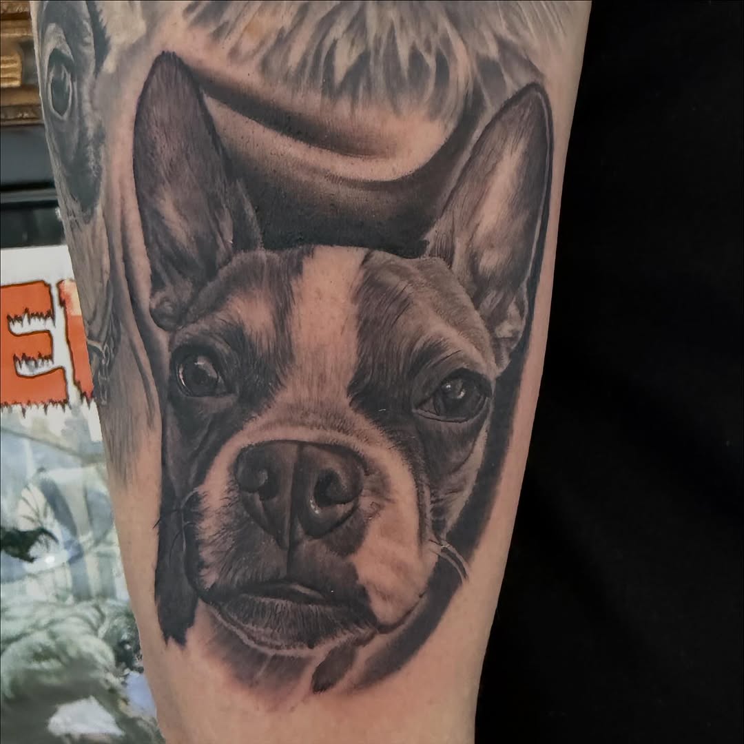 Boston Terrier portrait tattoo, arm