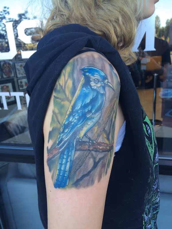 Blue Jay (Healed)
