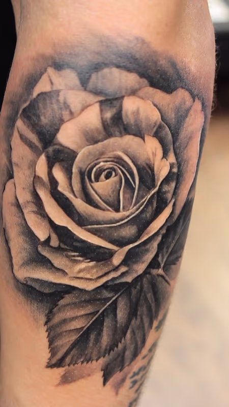 Black And Gray Striped Rose