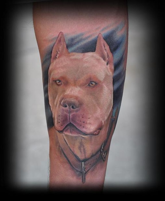 pitbull
