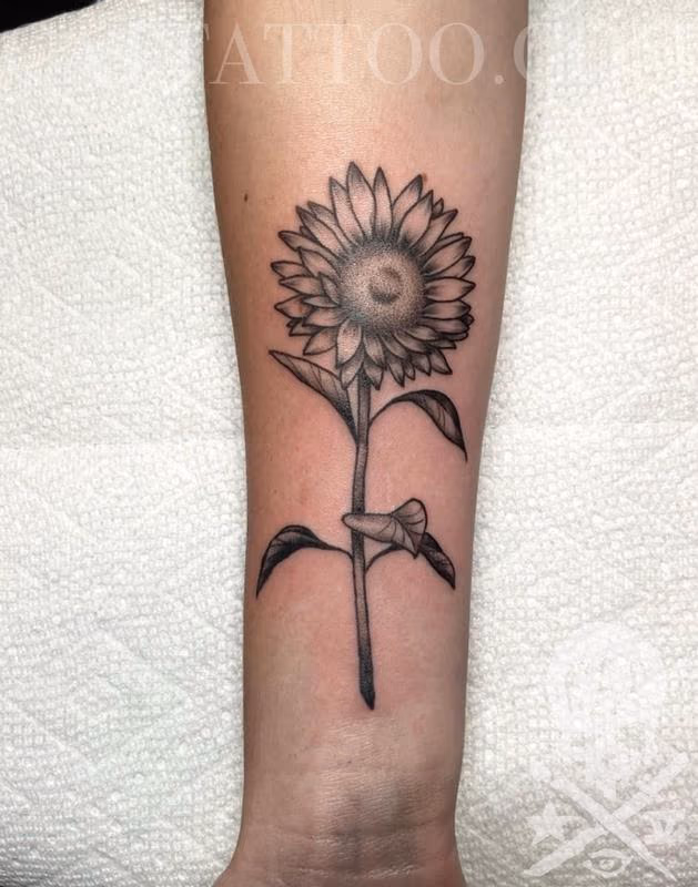 Sunflower