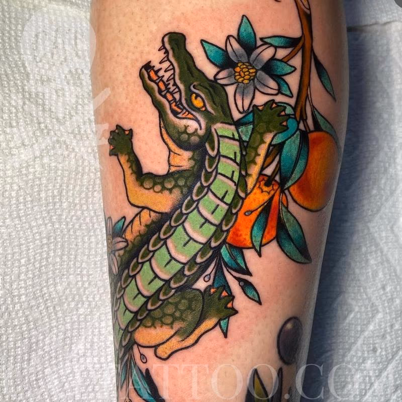 Alligator