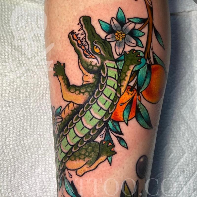 Alligator