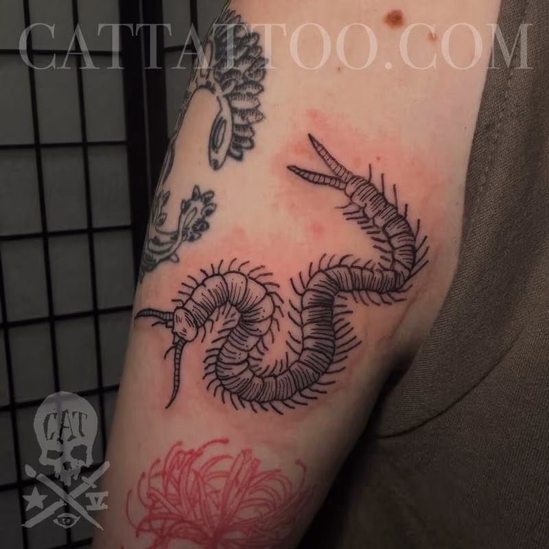Centipede