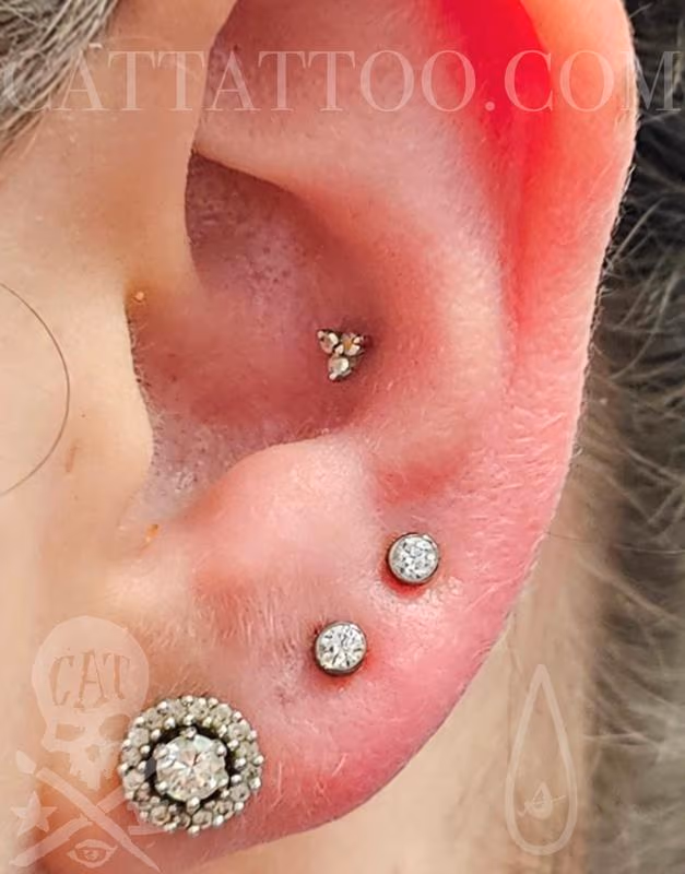 Lobes & Conch