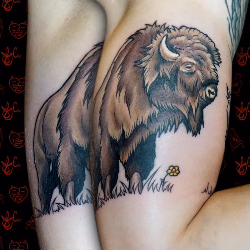 Bison