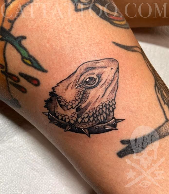 Bearded Dragon