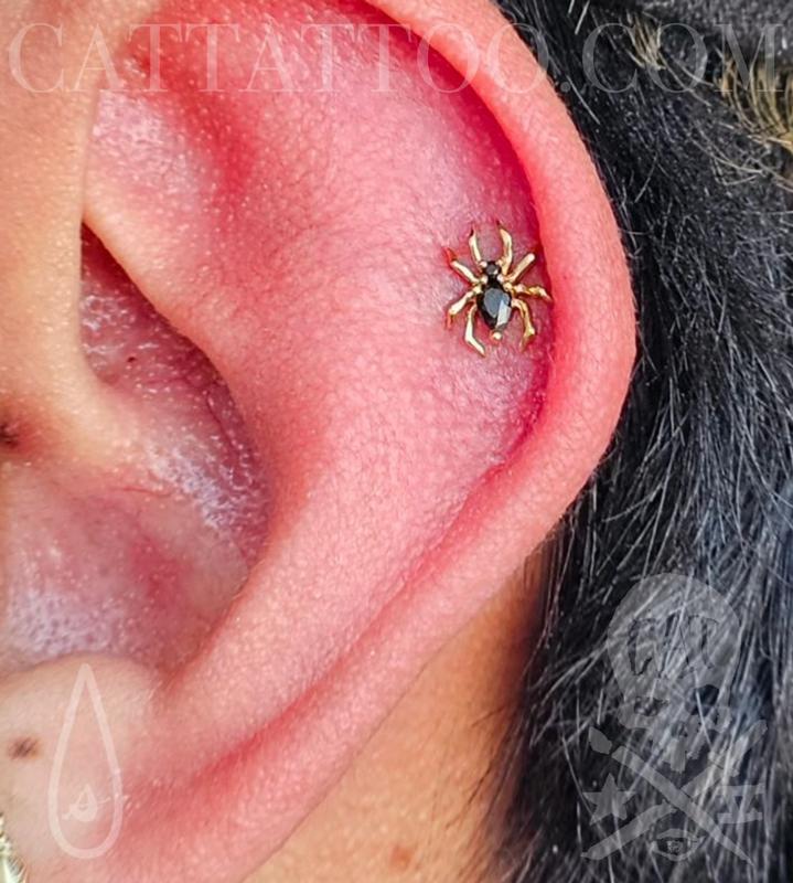 Cartilage Spider