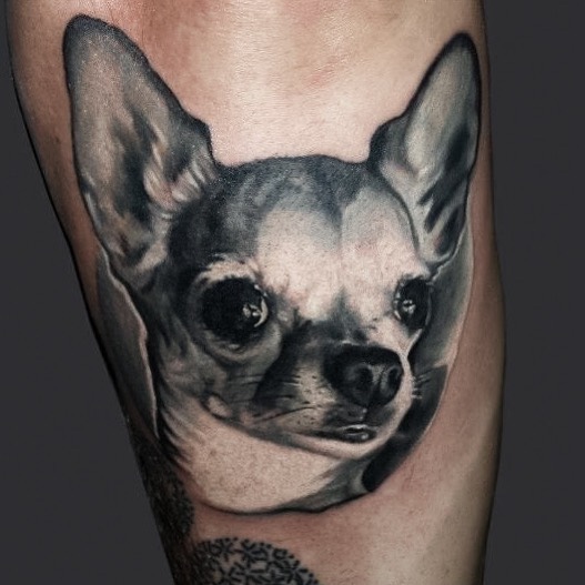 Black-and-grey chihuahua portrait tattoo, arm