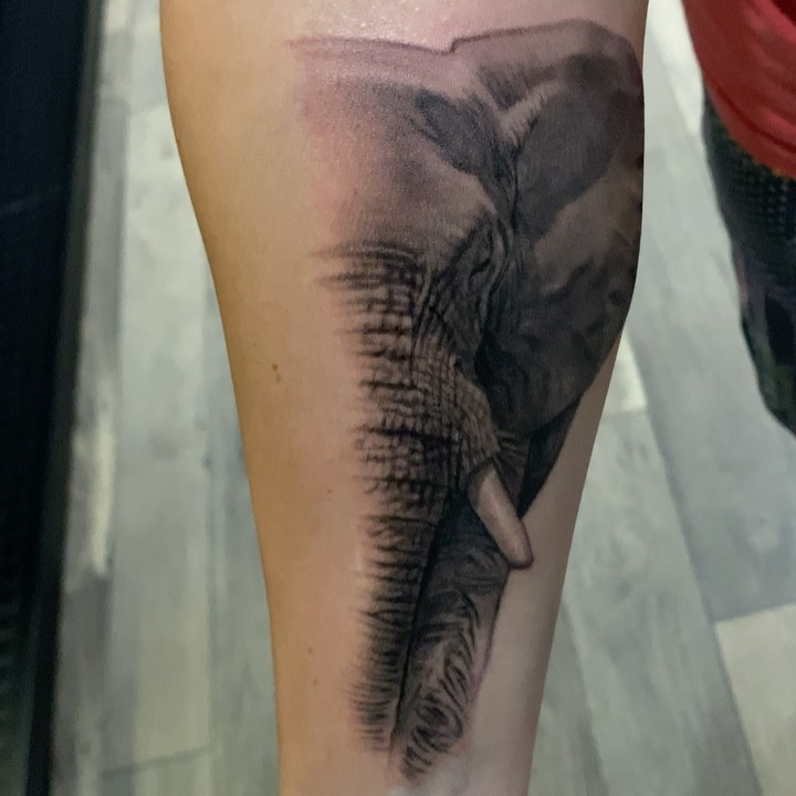 Black-and-grey elephant portrait tattoo, forearm