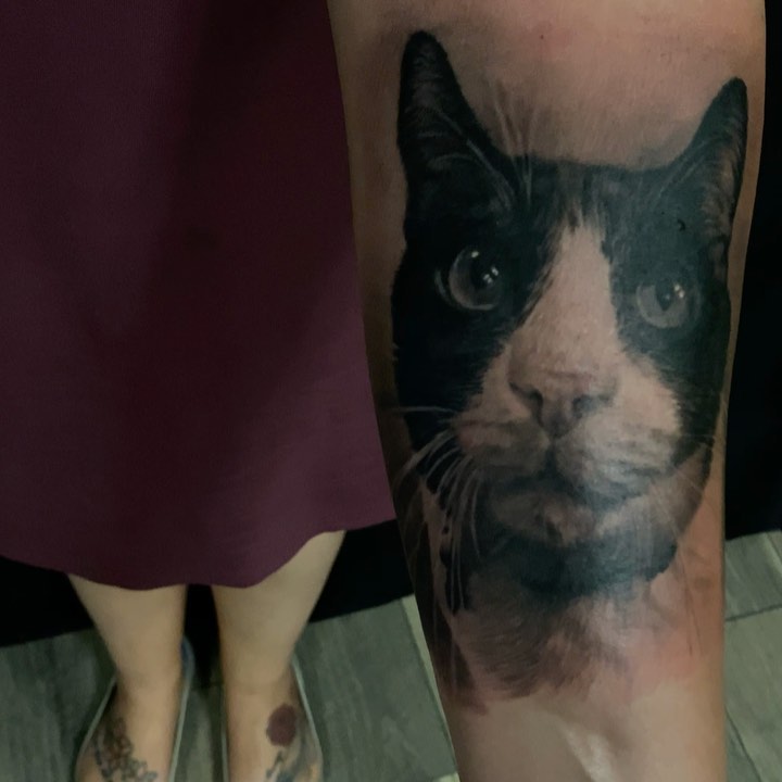 Black-and-grey tuxedo cat portrait, forearm