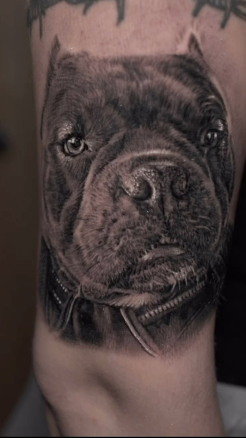 Black-and-grey American Bully portrait, bicep