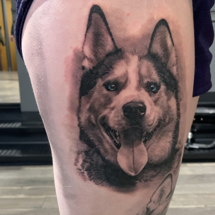 Black-and-grey husky portrait, thigh